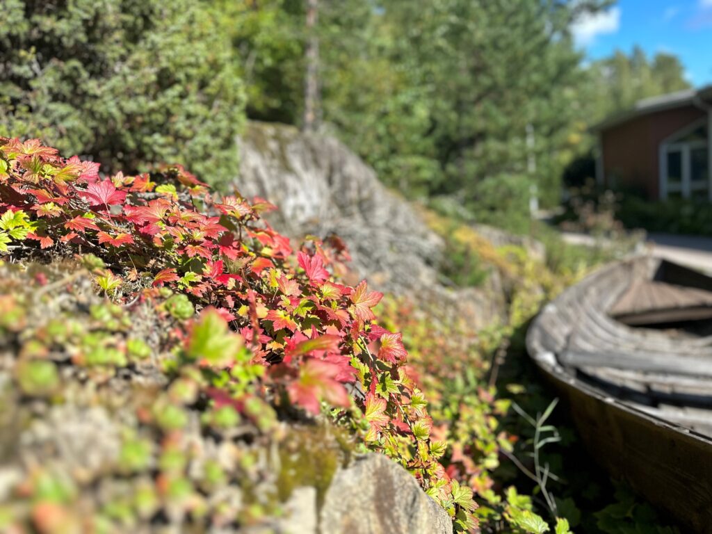 Puuvene syysmaisemassa